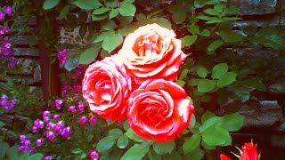 【トイデジ】バラ＋α【薔薇】【秋留台公園】【デジタルハリネズミ】【vlog】【ブイログ】#Japan #photography #ToyCamera