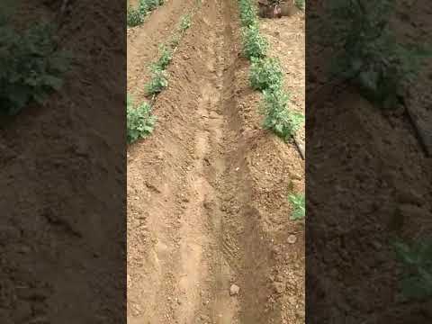 TILLER XYLEM SS 203 | Farm Machinery | Agricultural Machinery | Small Machinery | Salem | Tamilnadu