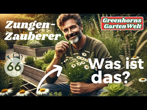 Bertram – Das vergessene Kribbelkraut mit Powerwurzel! | Greenhorn entdeckt ein Superkraut
