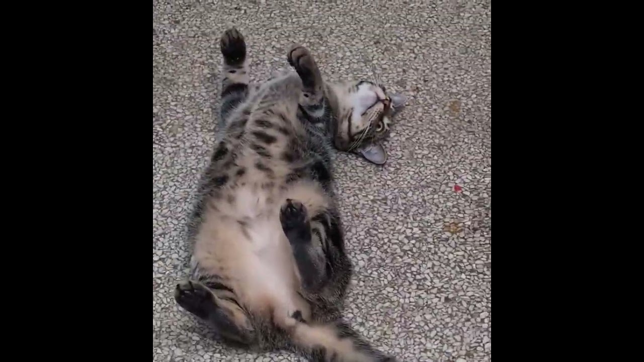 Oingo, a Adoptable Domestic Short Hair in Pearland, TX video 2/6