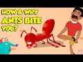 How Do Ants Bite Why Do Ants Bite Humans Fire Ant Sting The Dr Binocs Show