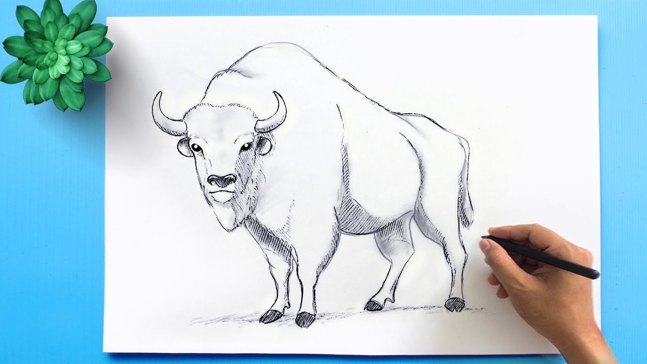 American Bison Drawing | How to draw the national mammal of United States - American Bison
