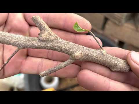 Giâm cành mai xù nu chảy lấy giống chuẩn