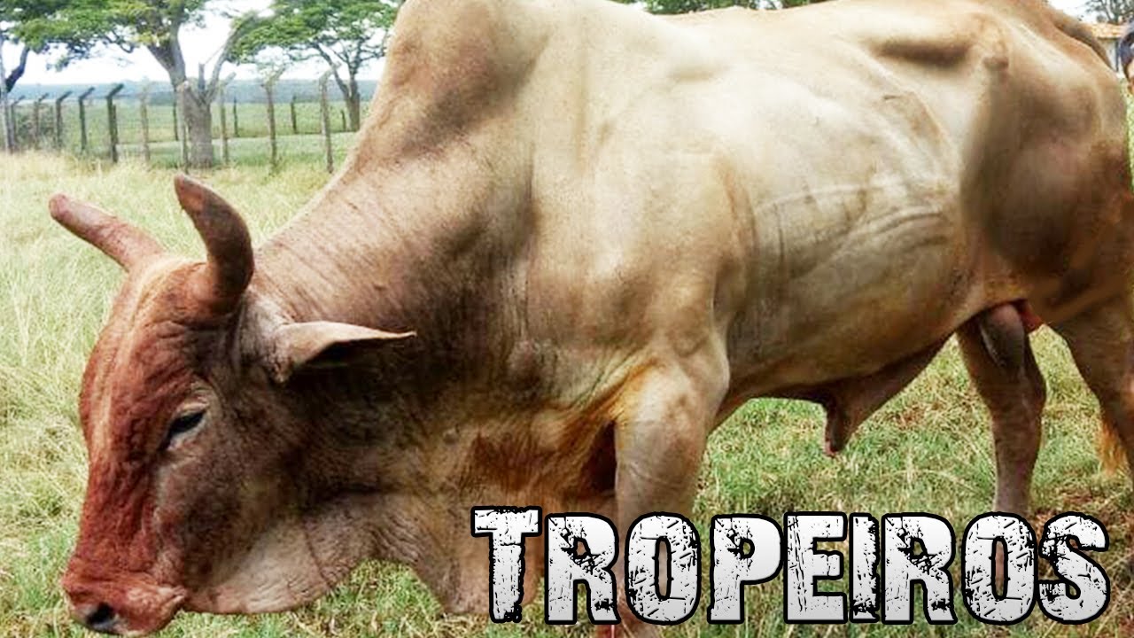 Tropeiros , Amor Pelos Animais de Rodeio 🐂