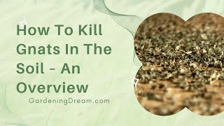 How To Kill Gnats In The Soil – An Overview