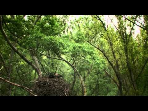 Tajemstvi zaplaveneho lesa Narodni park Dunaj 2010