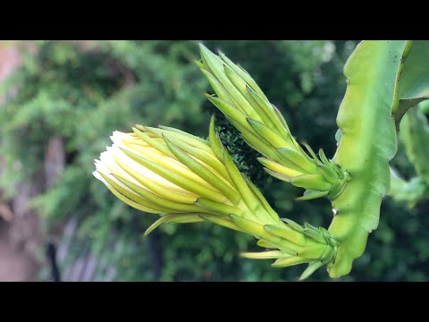 Massive Dragon Fruit Blooming 3 Flowers