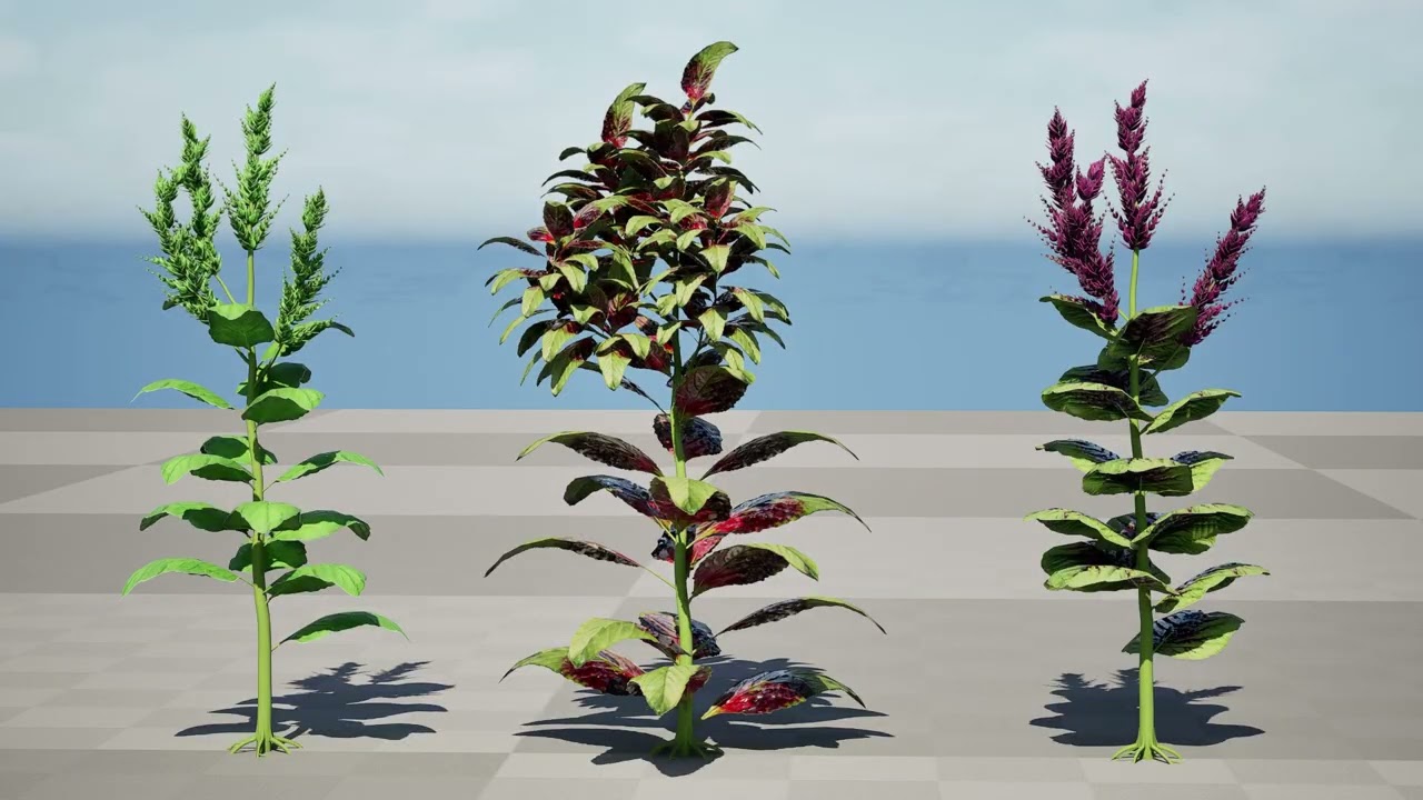 Cole&ccedil;&atilde;o &Aacute;rabe Amaranthus Spinosus Modelo 3D