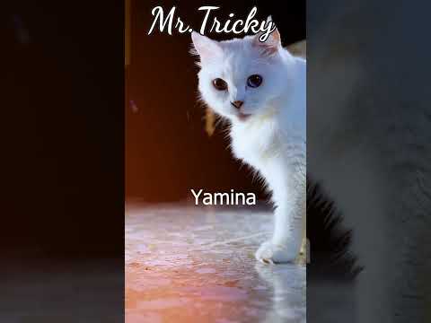 Yamina!Where are you🤡#viral #cat#shorts