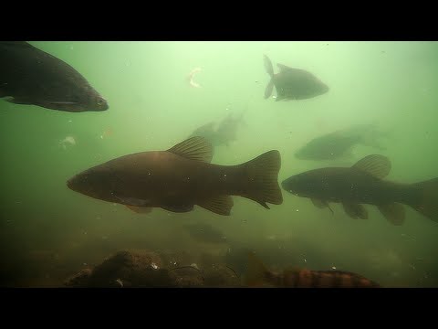 Feeding Frenzy in the Shade – Bream, Carp & Tench