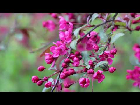 Agustin Barrios’ La Catedral ; played by Iakovos Kolanian