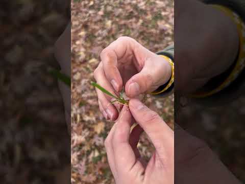 Identification of Bahia Grass  (Paspalum notatum)