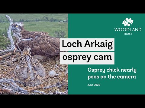 Chick nearly poos on the nest cam - Loch Arkaig Osprey Cam Highlights
