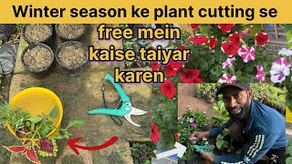 free mein winter season ke plant | cutting se taiyar Karen a Gaya Hai vah Samay