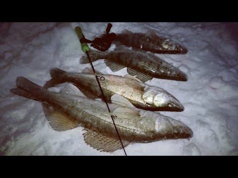 How PRAKTIK 8 shines for PIKE-PERCH. Fishing on the Volga