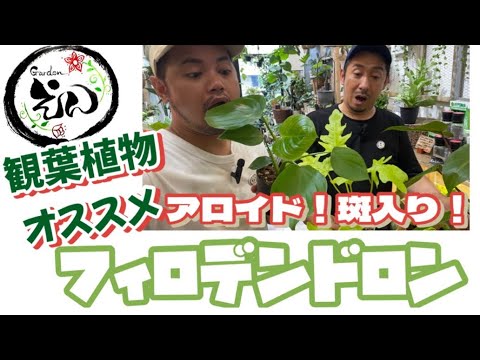 レネクローデン、ライネクローデン 植物
