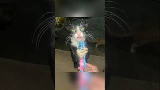 #cat #cute #catvideo #cutecat #funnyvideo #funny