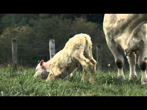 afbeelding Bovines Bande Annonce