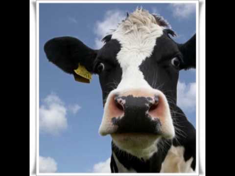 download lagu mp3 mp4 Malkeko, download lagu Malkeko gratis, unduh video klip Malkeko
