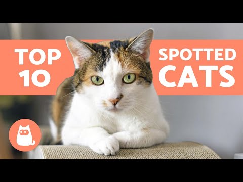 10 SPOTTED CAT BREEDS 🐱🐾 Cats With Spots