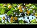 Lemon Tree : Trini Lopez 