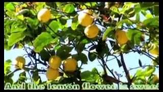 Lemon Tree : Trini Lopez