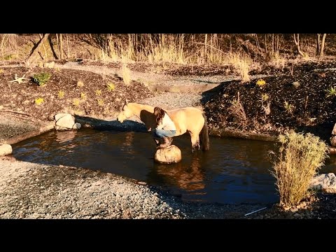 Extreme Trail Pauwels - Freies Reiten II