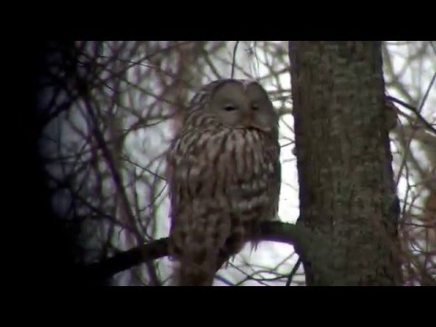 Ural Owl in Kazan, Tatarstan April 07, 2016