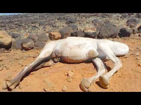 This Is Why Touching a Dead Camel Is So Dangerous