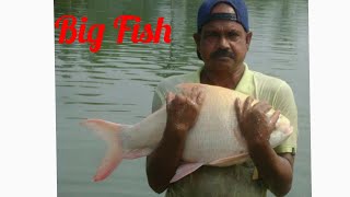 preview picture of video 'Big Fish Hunting by Net From Budli Bil of Nilphamari.'