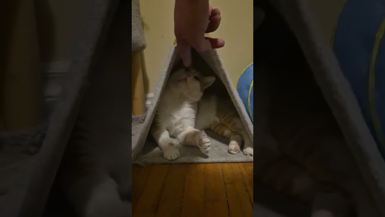 Mister, a ADOPTABLE Domestic Short Hair in Spencerville, ON video 6/6