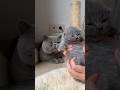 British Shorthair Cat Father And Son COPYCAT Britishshorthair Catlover Cat Kitten Littlecat