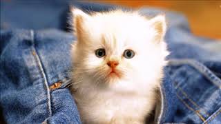 Candan Erçetin - Kedi Özledi (Bahane)