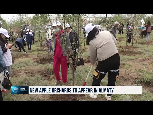 Новые яблоневые сады появятся в Алматы