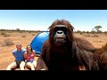 Bigfoot S Aussie Cousin Bigfoot VLOG
