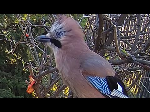 Eurasian Jay Bird is Offended