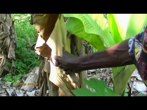 Dj - Kass Scooby-doo PaPa (OFFICIAL VIDEO )