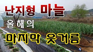 [텃밭농부.973]  난지형마늘의 마지막 웃거름 주는 방법 #마늘재배 #양파재배