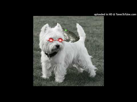 Młody West x Żabson - Od kuchni (Snippet z koncertu)