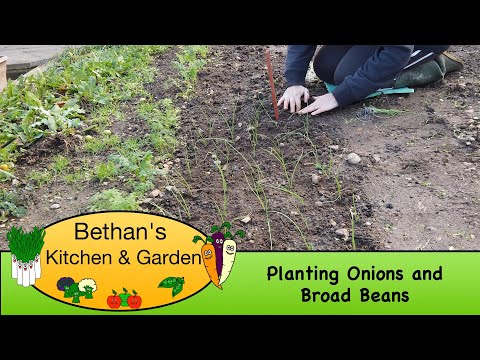 , title : 'Planting onions and Broad Beans'