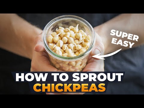 download lagu mp3 mp4 Sprouted Chickpeas, download lagu Sprouted Chickpeas gratis, unduh video klip Sprouted Chickpeas