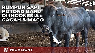 Download lagu RESMI ❗️ SAPI GAMA KOLABORASI WMP - UGM, JADI RUMPUN SAPI POTONG BARU ❗️ mp3