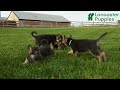 German Shepherd dogs for sale: Willow - Video 1