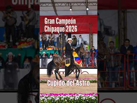 🏆🔥 ¡CUPIDO DEL ASTRO, GRAN CAMPEÓN DE PASO FINO COLOMBIANO EN CHIPAQUE 2026! 🐴🇨🇴✨