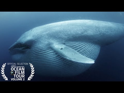 International OCEAN FILM TOUR Volume 3 | Sonic Sea