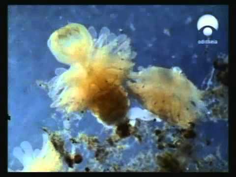 download lagu mp3 mp4 Medusa Animal Como Se Reproduce, download lagu Medusa Animal Como Se Reproduce gratis, unduh video klip Medusa Animal Como Se Reproduce