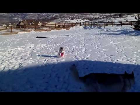 Speedy Mesha, the double rear leg amputee dog