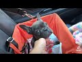 Frenchie First Car Ride