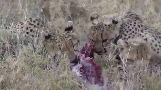 The Serengeti Tales VII : Serengeti Cheetahs  Part I