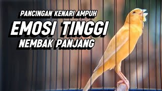 Download lagu KENARI GACOR PANJANG Emosi Cuit Cuit NGEROL AMPUH utk Pancingan Kenari Paud dan Masteran Murai Batu mp3